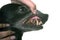 Old black dachshund and teeth