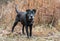 Old black dog with gray muzzle outside with collar