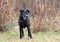 Old black dog with gray muzzle outside on leash