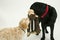 An old black labrador waits as a Cockapoo puppy tries to take a toy away.