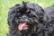 Old Black Shih Tzu Dog