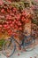 Old black urban bicycle stands on a red brick wall and red autumn ivy