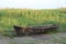 Old black wooden boat amid the reeds on a summer evening