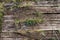 Old, blackened boards lie on the ground. Green grass grew between the decaying pine planks.