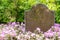 Old Blank Gravestone In Flowers