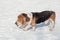Old and blind basset hound is walking on white snow in the winter park.Thirteen years old. An eye disease basset hounds