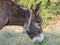 Old blind donkey on the farm. Caring for sick animals