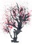 Old blossomed tree painted in ink.