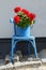 Old Blue Wooden Chair with Pot Full of Blooming Geranium Flower