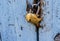 Old blue wooden door closed with padlock in maritime fish design