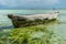 Old boat covered in seaweed