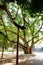 Old Bohhi Tree at Suphanburi -