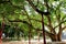 Old Bohhi Tree at Suphanburi - Thailand