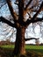 Old Bold Oaktree