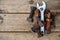 Old bolts with adjustable wrench tools on wooden background