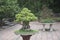 Old bonsai tree in a vase