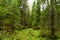 Old boreal coniferous forest in Estonian nature., Northern Europe.