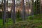 Old boreal coniferous forest in Estonian nature., Northern Europe.