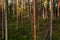 An old boreal pine grove forest in Estonia, Europe