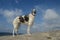 Old borzoi standing at the beach