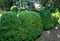 Old Boxwood Buxus sempervirens or European box in landscaped summer garden. Trimmed green boxwood bushes immediately after cutting