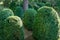 Old Boxwood Buxus sempervirens or European box in landscaped summer garden. Trimmed green boxwood bushes immediately after cutting