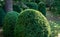 Old Boxwood Buxus sempervirens or European box in landscaped summer garden. Trimmed green boxwood bushes immediately after cutting