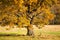 Old branched oak with yellow leaves in the sunlight.