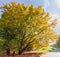 Old branchy beech with autumn leaves in park in backlight