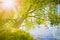 An old branchy willow with a powerful trunk hangs over the lake in the sunlight.