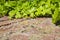 Old brick blocks wall and green creeper - Brick wall covered in ivy