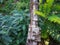 Old brick fence braided with barbed wire in overgrown with green plants