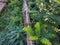 Old brick fence braided with barbed wire in overgrown with green plants