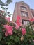 Old Brick House with Blooming Pink Roses in Front in Los Angeles, California, on a Clear Morning