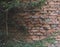 Old brick wall of an abandoned house and a fir tree. Background texture with free blank copy space for text