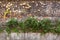 Old brick wall covered with yellow ivy and green plants