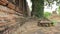 Old Bricks Walls With Tree And Creeper