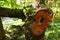 Old broadleaf tree with large cut down part, covered with dense amount of moss with a hole in the center of cut down part.