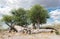 Old broken baobab tree between Tsumkwe and Khaudum National Park in northern Namibia