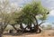 Old broken baobab tree between Tsumkwe and Khaudum National Park in northern Namibia