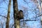 An old broken birdhouse high in a tree against the spring blue sky and bare branches.