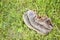 Old broken boot abandoned in a grass carpet