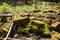 Old broken bricks covered in moss, in the undergrowth . Found in Stanmore Country Park, Middlesex UK.