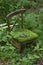 An old broken chair stands alone in a thicket of green forest.