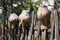 Old broken clay pots and jugs hanging on wooden hedge or wicker fence. Ukrainian ethnic crockery, traditional culture of Ukraine