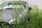An old broken-down car has been sitting there so long that it`s overgrown with plants