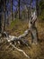 Old Broken Oak Tree Trunks on the Oak Tree Hill with Brown Grasses