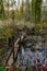 Old broken rotten wooden bridge on an overgrown pond surrounded by trees