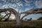 old broken tree in the evening at sunset.