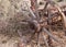 Old broken wagon wheel and desert plants